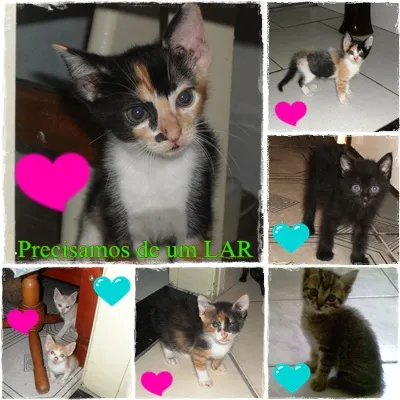 Gato ra a srd idade Abaixo de 2 meses nome sem nomes