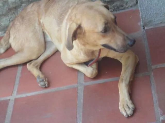 Cachorro ra a SRD idade 4 anos nome DIANA