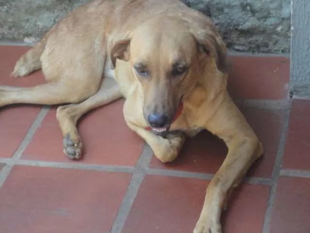 Cachorro ra a SRD idade 4 anos nome DIANA