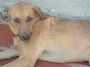 Cachorro raça SRD idade 4 anos nome DIANA