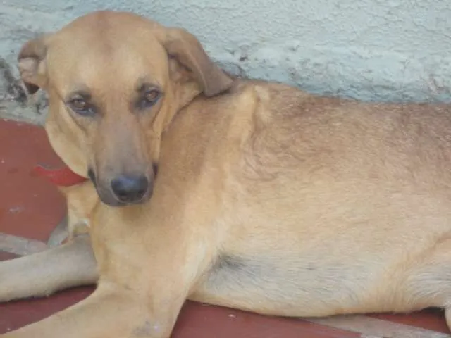 Cachorro ra a SRD idade 4 anos nome DIANA