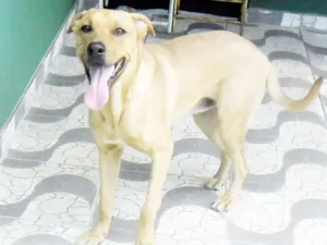 Cachorro raça  idade 1 ano nome Beethoven
