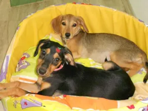 Cachorro raça SRD idade 2 a 6 meses nome Mel