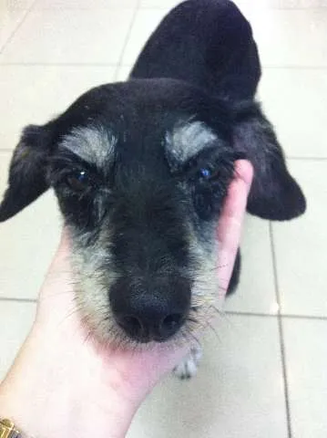 Cachorro ra a SRD idade  nome Chacon