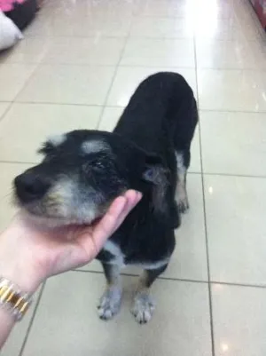 Cachorro raça SRD idade  nome Chacon