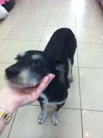 Cachorro ra a SRD idade  nome Chacon