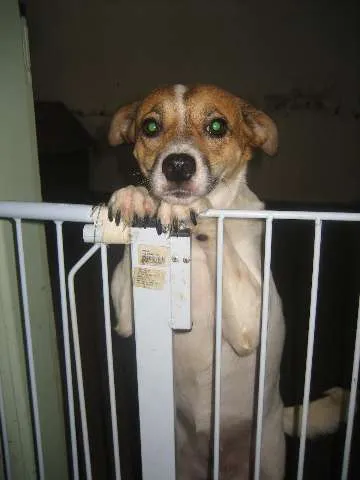 Cachorro ra a SRD idade 1 ano nome Branca