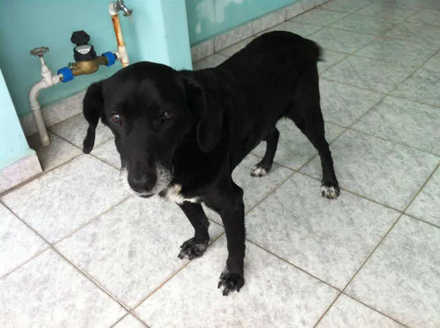 Cachorro ra a SRD idade 6 ou mais anos nome Bob