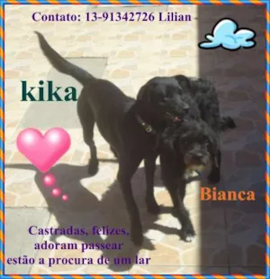 Cachorro raça srd idade 2 anos nome Bianca e KIKA