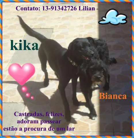 Cachorro ra a srd idade 2 anos nome Bianca e KIKA
