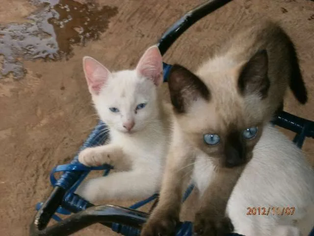 Gato ra a  idade Abaixo de 2 meses nome não tem