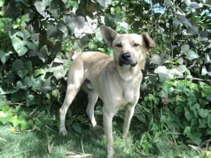 Cachorro raça SRD idade 2 anos nome Bruce