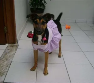 Cachorro raça SRD idade  nome BONNIE
