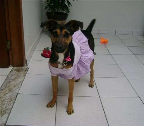 Cachorro ra a SRD idade  nome BONNIE