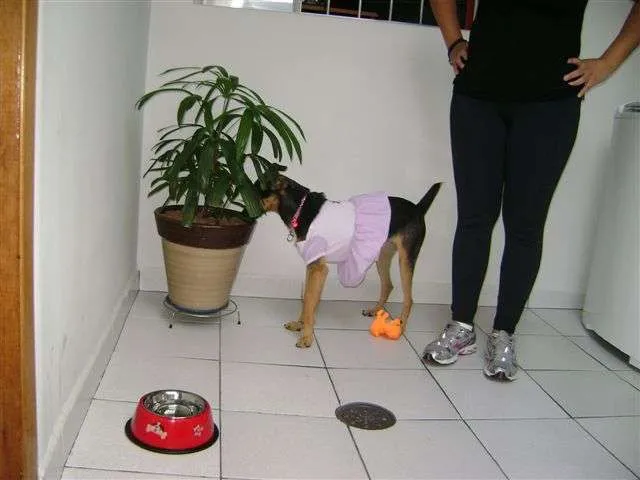 Cachorro ra a SRD idade  nome BONNIE