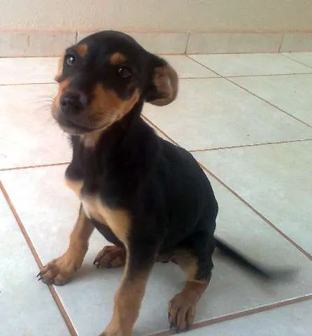Cachorro ra a SRD idade  nome LINDO FILHOTE 