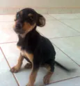 LINDO FILHOTE