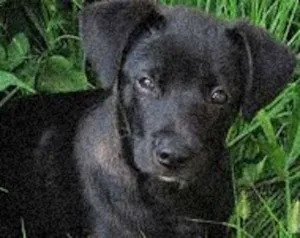 Cachorro raça vira lata idade 2 a 6 meses nome não tem