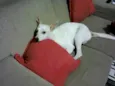 Branquinha