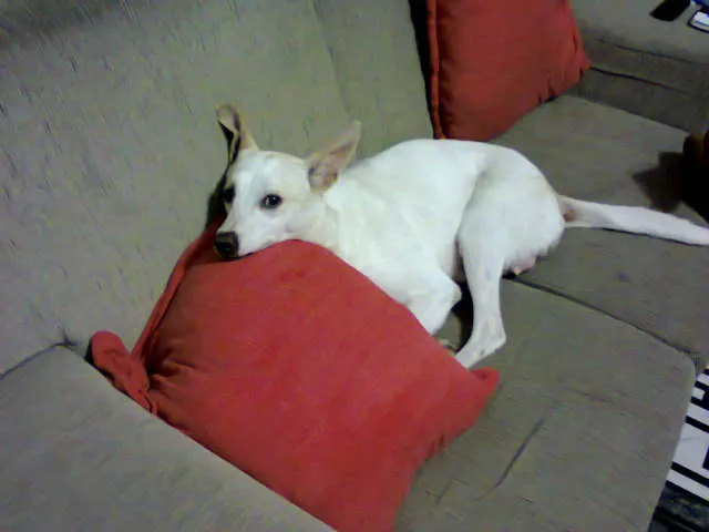 Cachorro ra a SRD idade 1 ano nome Branquinha