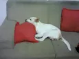 Branquinha