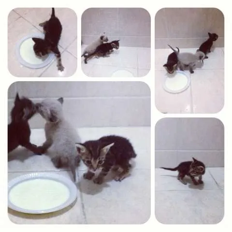 Gato ra a  idade Abaixo de 2 meses nome Gato