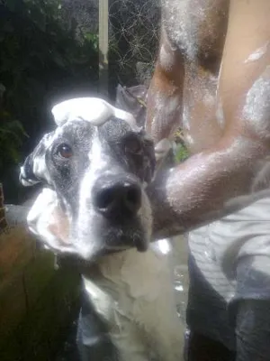 Cachorro raça Dogue Alemão idade 5 anos nome BERNARDO