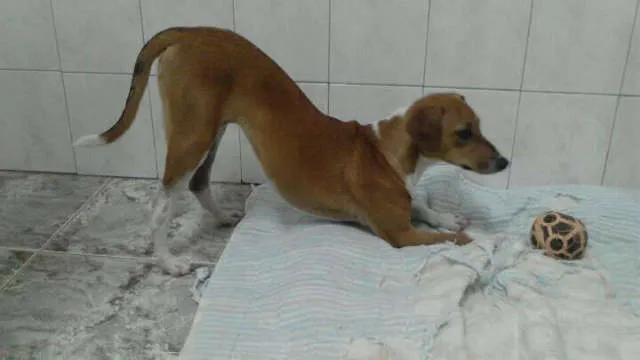 Cachorro ra a srd idade 1 ano nome Sofia