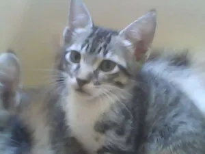 Gato raça VIRALATA idade 2 a 6 meses nome TUFÃO