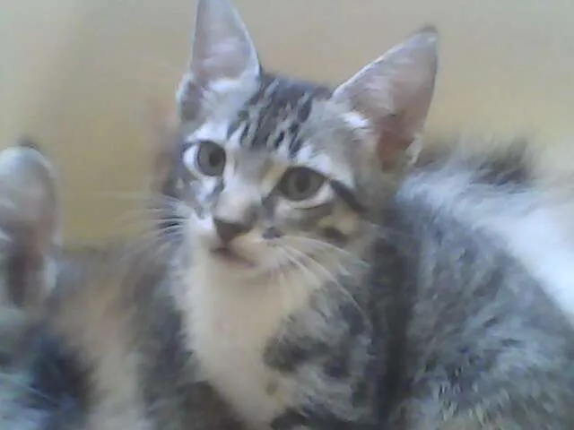 Gato ra a VIRALATA idade 2 a 6 meses nome TUFÃO