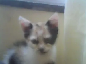 Gato raça VIRALATA idade 2 a 6 meses nome CARMINHA