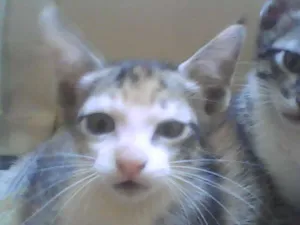 Gato raça VIRALATAS idade 2 a 6 meses nome NINA