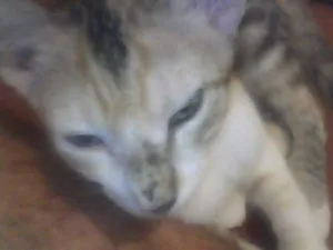 Gato raça VIRALATA idade 2 a 6 meses nome CHAIENE