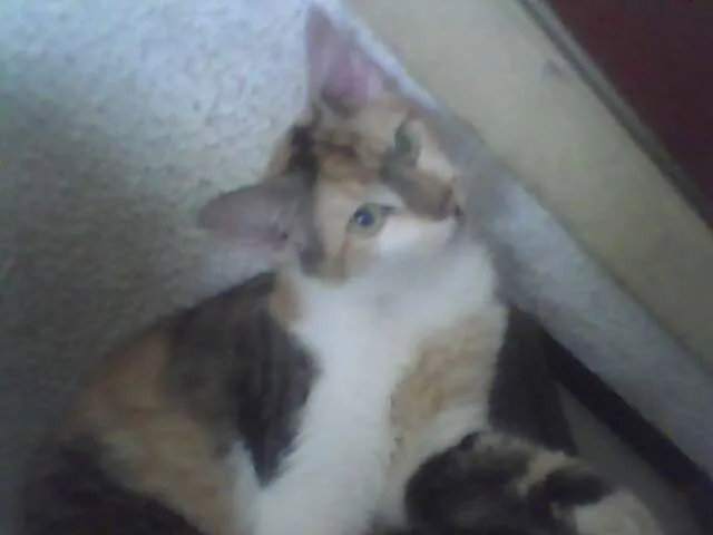 Gato ra a VIRALATA idade 7 a 11 meses nome TIGREZA