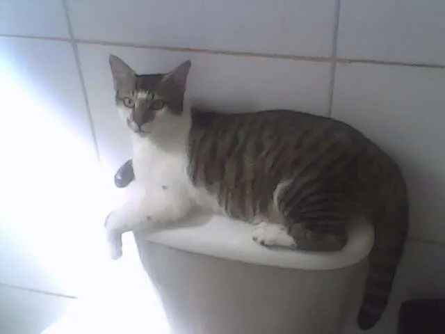 Gato ra a VIRALATA idade 7 a 11 meses nome LUAR