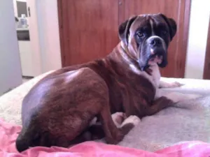Cachorro raça BOXER idade 2 anos nome TUNICO