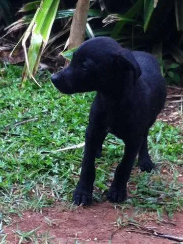 Cachorro ra a SRD (vira lata) idade Abaixo de 2 meses nome Tufão