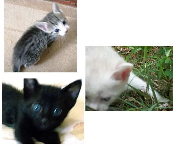 Gato ra a idade 2 a 6 meses nome sem nomes