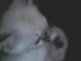 Gato ra a Vira lata idade Abaixo de 2 meses nome Babi