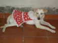 Lunah