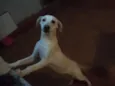 Lunah