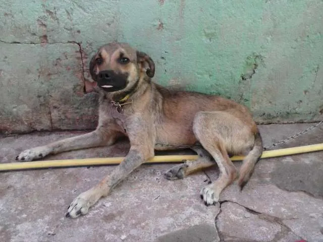 Cachorro ra a SRD idade 7 a 11 meses nome Bebêzao