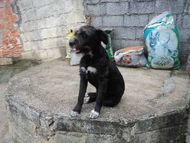 Cachorro ra a SRD idade 1 ano nome Catarina