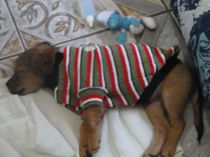 Cachorro raça não sei idade 2 a 6 meses nome belinha