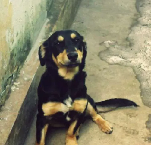 Cachorro ra a Vira Lata idade 1 ano nome Fred