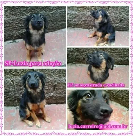 Cachorro ra a SRD idade 1 ano nome Luzia