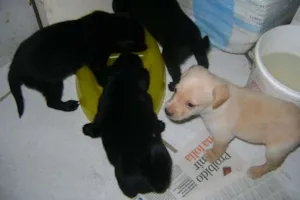 Cachorro raça SRD idade 2 a 6 meses nome sem nome