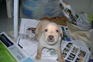 Cachorro raça SRD idade 2 a 6 meses nome marlene matos