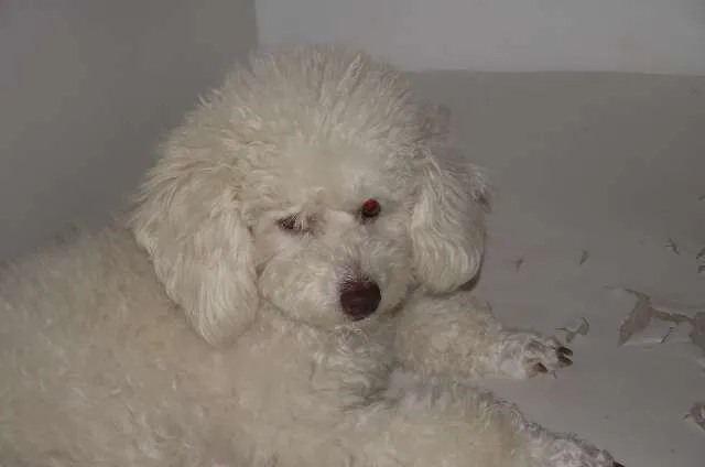 Cachorro ra a Poodle idade 5 anos nome DARA