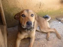 Cachorro ra a SRD idade 7 a 11 meses nome Luiza